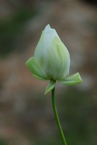 Close-up of flowering plant