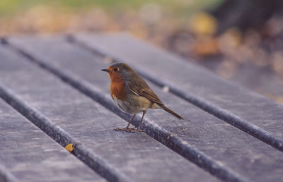 Close-up of bird sitting on woodtable