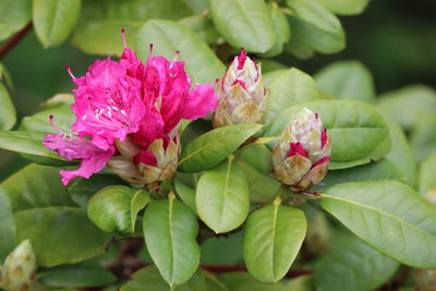 Close-up of pink flowering plant