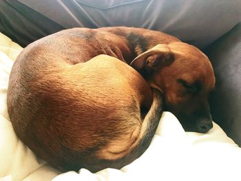 Close-up of puppy sleeping at home