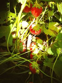 Close-up of fruits growing on plant