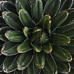 Full frame shot of succulent plant