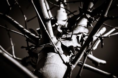 Close-up of leaves on twig