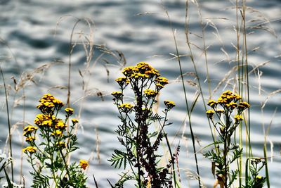 Close-up of wilted plant against lake