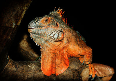 Close-up of iguana at night