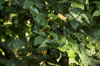 High angle view of leaves growing on plant