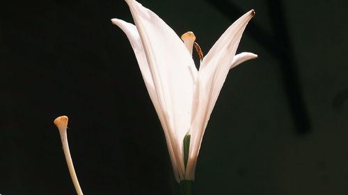 Close-up of white flowers blooming against black background