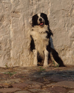 Portrait of dog running on wall
