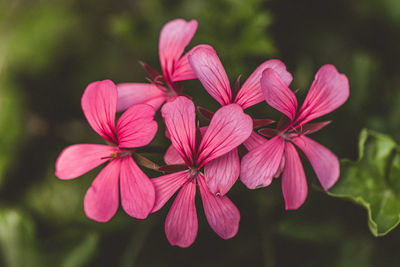 Close-up of pink flowering plant