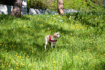 Dog running in field