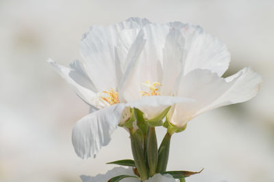 Close-up of white flower blooming outdoors