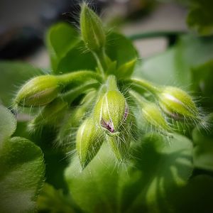 Close-up of spider on web