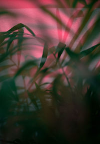 Close-up of plants during sunset