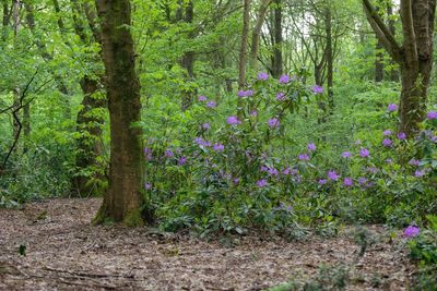 Purple flowering plants by trees in forest