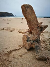 Driftwood on sand at beach against sky