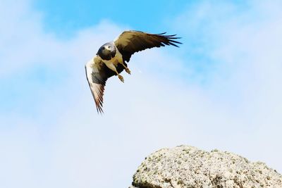 Low angle view of eagle flying against sky