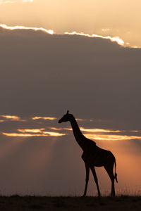 Silhouette horse standing on land against sky during sunset