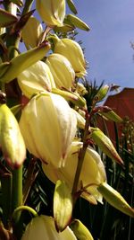 Close-up of yellow flowers
