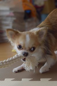 Close-up portrait of dog