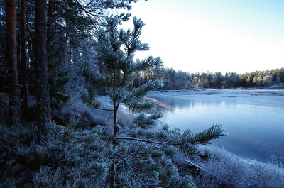 Pine trees in forest during winter