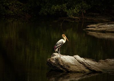 View of a bird on rock by lake