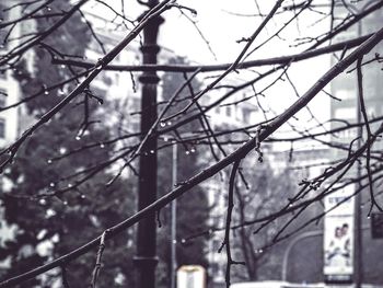 Close-up of bare tree in winter