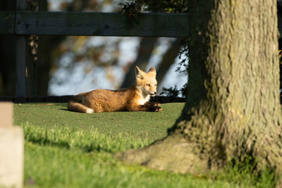  red fox kit is lying down on the grass in the on a sunny day