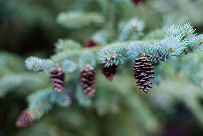 Close-up of pine cones on plant