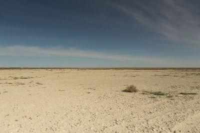 The road through the steppes to the aral sea.kazakhstan,2019