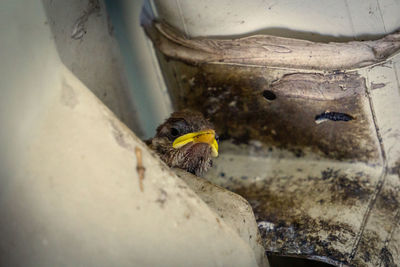 High angle view of bird perching