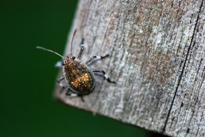 Directly above shot of bug on wood