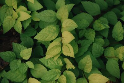 Full frame shot of green leaves