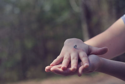 Cropped image of hands holding butterfly