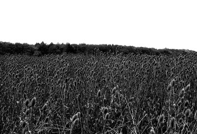 Scenic view of field against clear sky