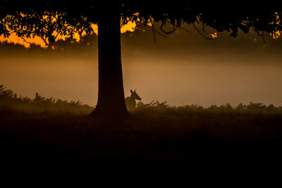 Silhouette of trees on field at sunset