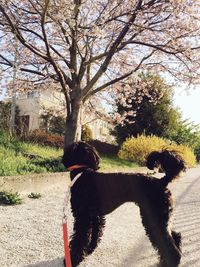 Dog standing by tree