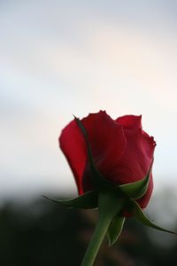 Close-up of red rose