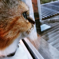 Close-up of a cat looking away