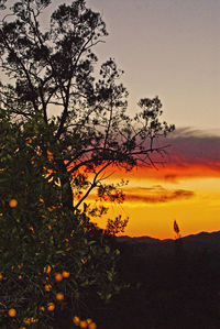 Silhouette tree against sky during sunset