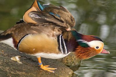 Mandarin duck standing on rock by water