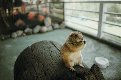 Close-up of rodent sitting on log