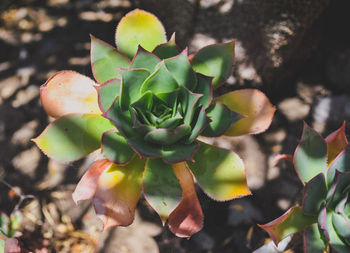 Close-up of succulent plant
