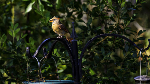 Bird perching on a plant