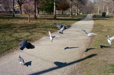 Flock of pigeons in a park