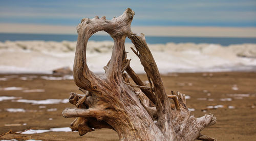 Close-up of driftwood on beach