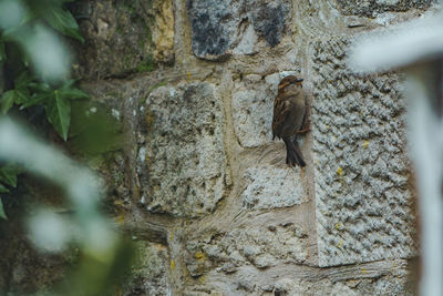 Close-up of a squirrel on tree trunk