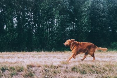 Dog standing on grassy field