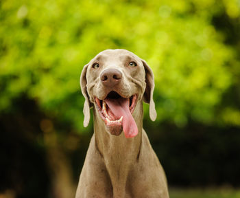 Close-up portrait of dog