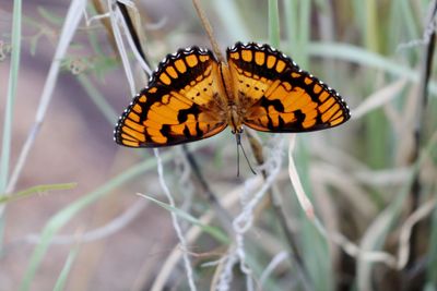 Butterfly pollinating flower