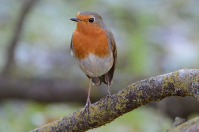 Close-up of bird perching on branch